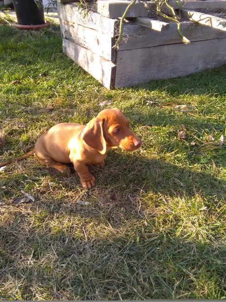 teckel-fetita - x-Teckel-Dachshund