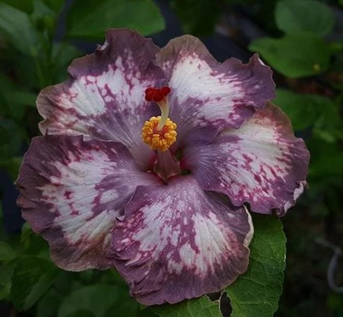 Taiwan Arctic Princess - Taiwan Arctic Princess