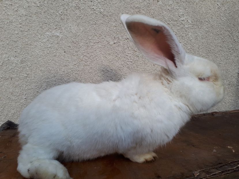  - aaa pentru ionică 73