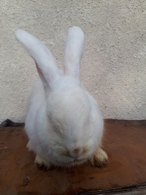  - aaa pentru ionică 73