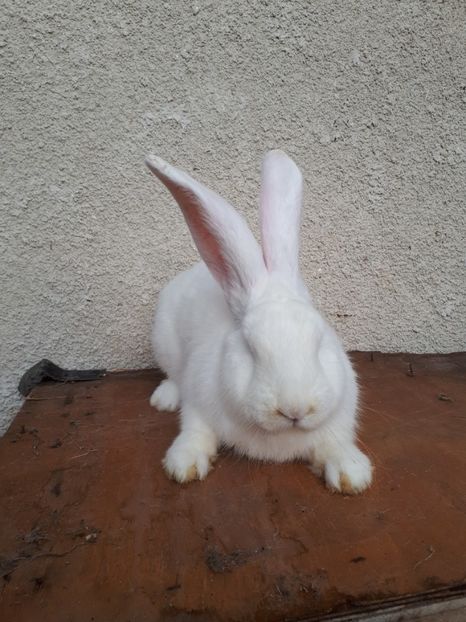  - aaa pentru ionică 73