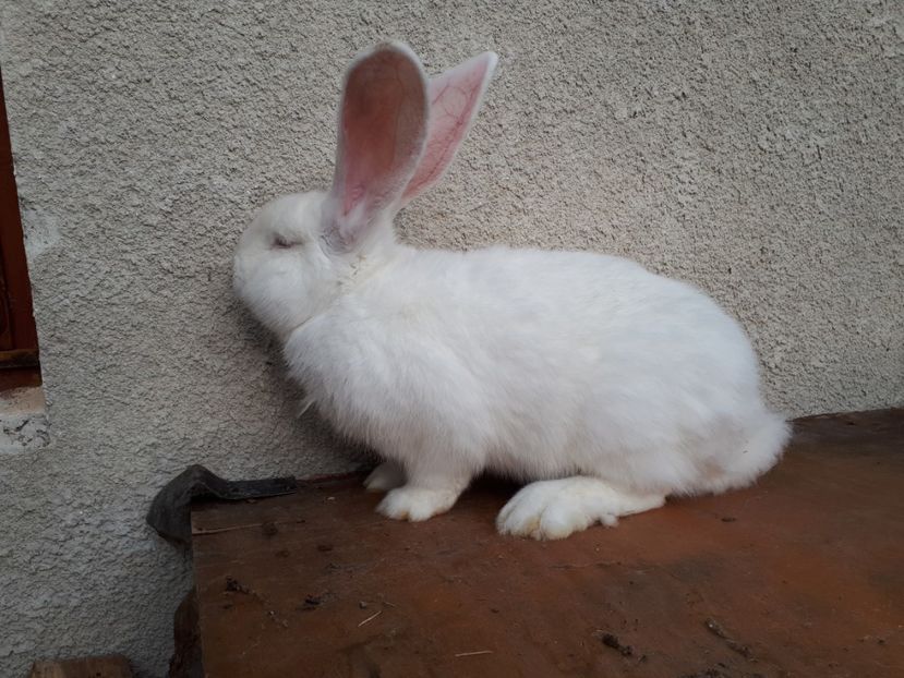  - aaa pentru ionică 73