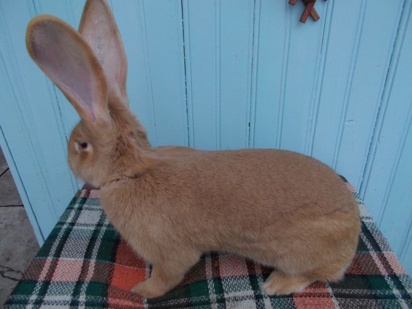 RO25-38277 - 5 FEMELA 96 P