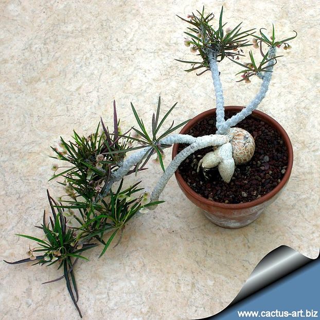 Euphorbia waringiae - Whish list pentru viata urmatoare1