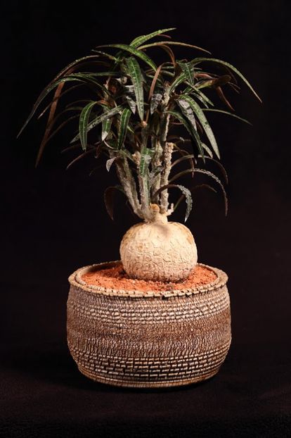 Euphorbia waringiae - Whish list pentru viata urmatoare1