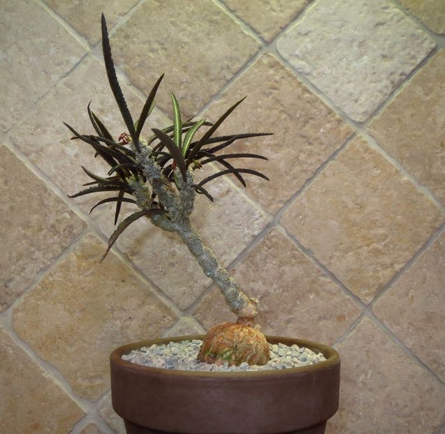Euphorbia waringiae - Whish list pentru viata urmatoare1