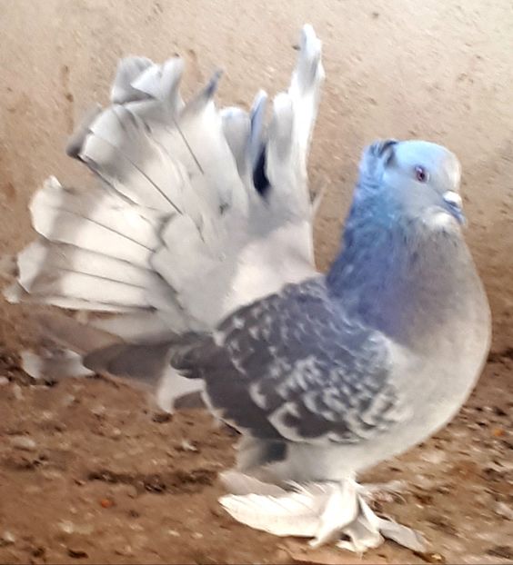  - Voltati indieni matca 2019