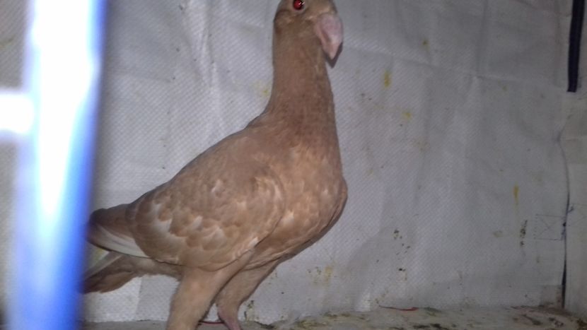  - Voiajori Germani 2018