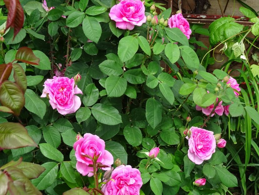 2014-09-24 23.52.48 - Dimov 19-catarator-English rose-Gertrude Jekyll