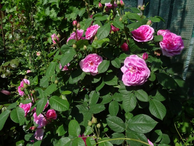 2014-09-26 21.23.51 - Dimov 19-catarator-English rose-Gertrude Jekyll
