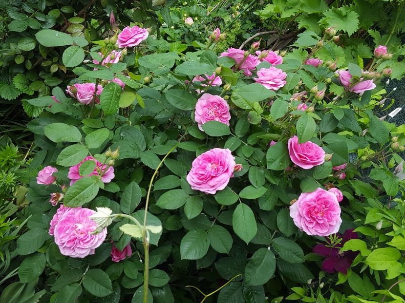  - Dimov 19-catarator-English rose-Gertrude Jekyll