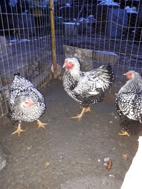  - Wyandotte argintiu