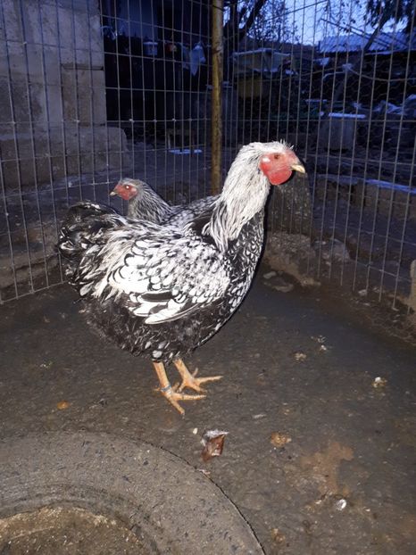  - Wyandotte argintiu