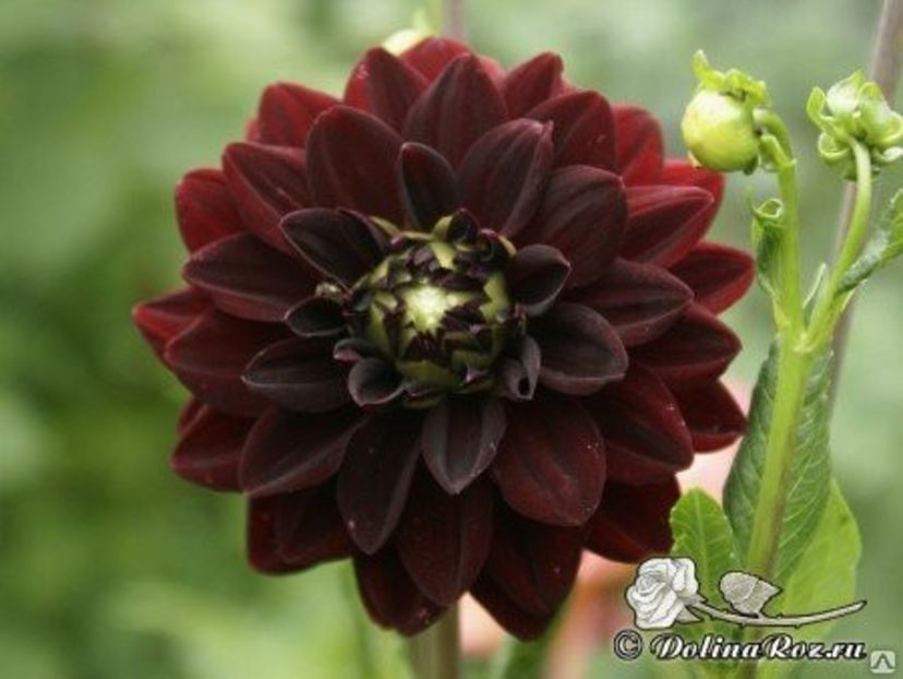  - Inegalabila frumusete a Daliilor - Dahlia