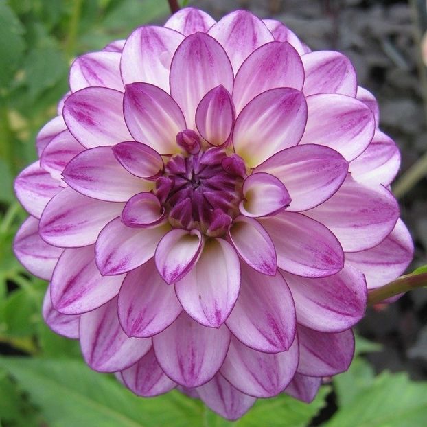  - Inegalabila frumusete a Daliilor - Dahlia