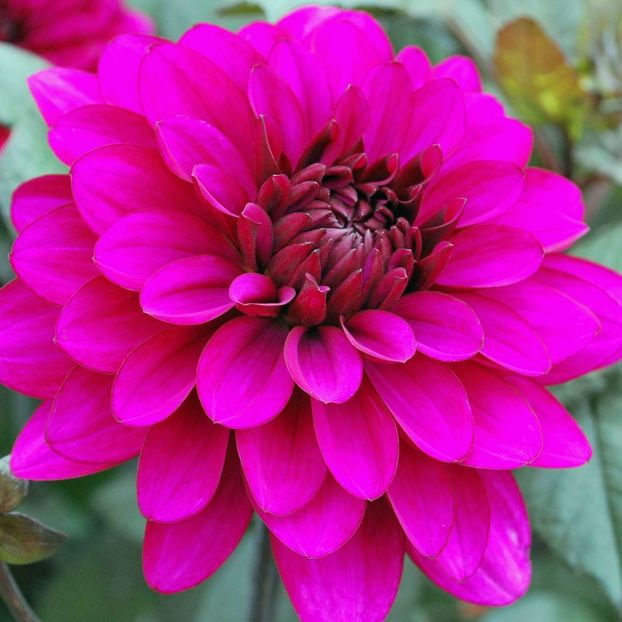  - Inegalabila frumusete a Daliilor - Dahlia