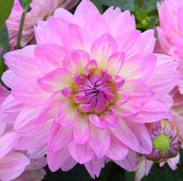  - Inegalabila frumusete a Daliilor - Dahlia