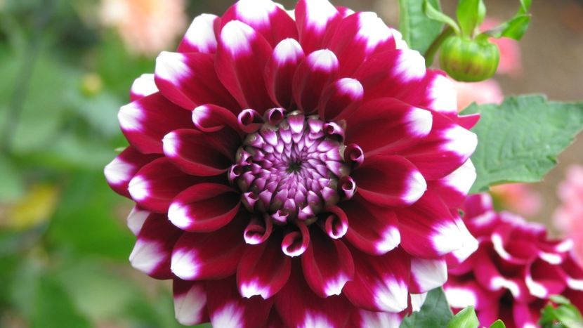  - Inegalabila frumusete a Daliilor - Dahlia