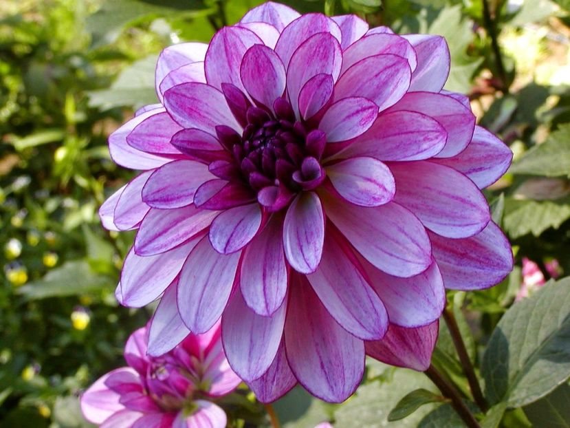  - Inegalabila frumusete a Daliilor - Dahlia