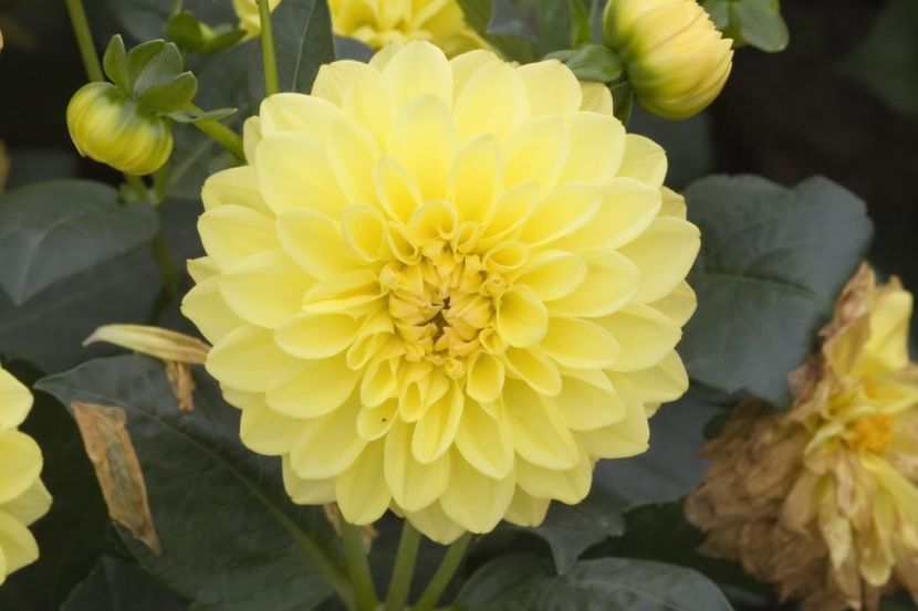  - Inegalabila frumusete a Daliilor - Dahlia