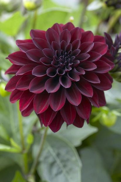  - Inegalabila frumusete a Daliilor - Dahlia