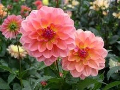  - Inegalabila frumusete a Daliilor - Dahlia