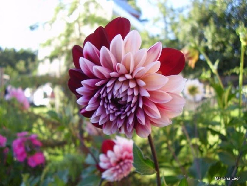  - Inegalabila frumusete a Daliilor - Dahlia