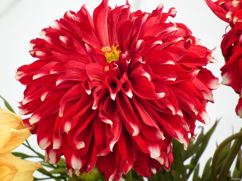  - Inegalabila frumusete a Daliilor - Dahlia