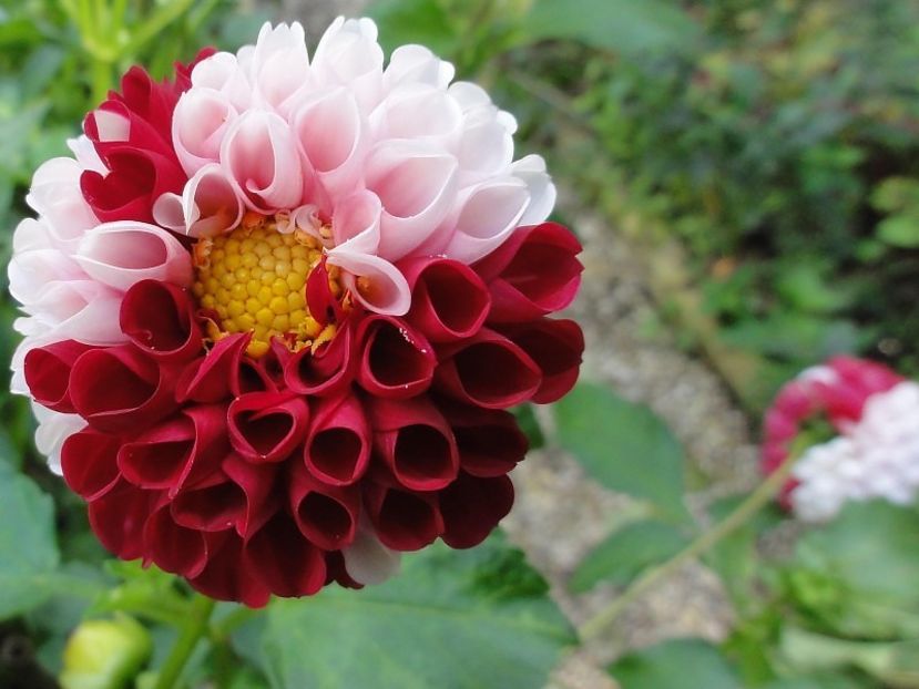  - Inegalabila frumusete a Daliilor - Dahlia