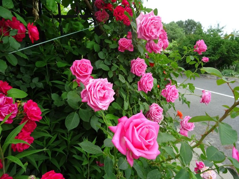 2014-10-02 20.41.54 - Boerner -Coral Dawn