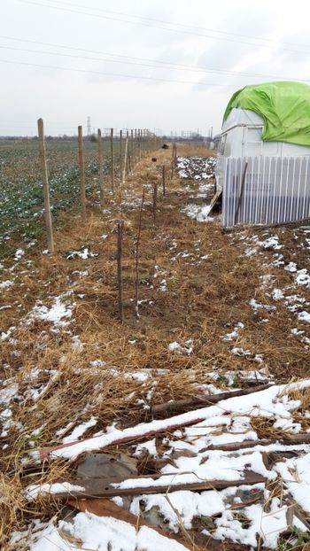  - Livada 1 anul I 2018