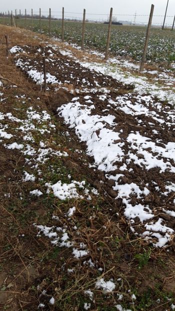  - Livada 1 anul I 2018