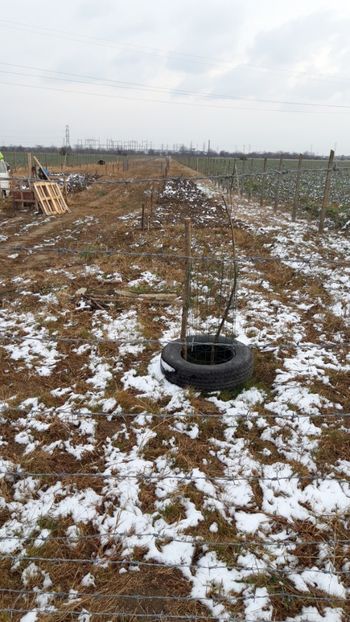  - Livada 1 anul I 2018