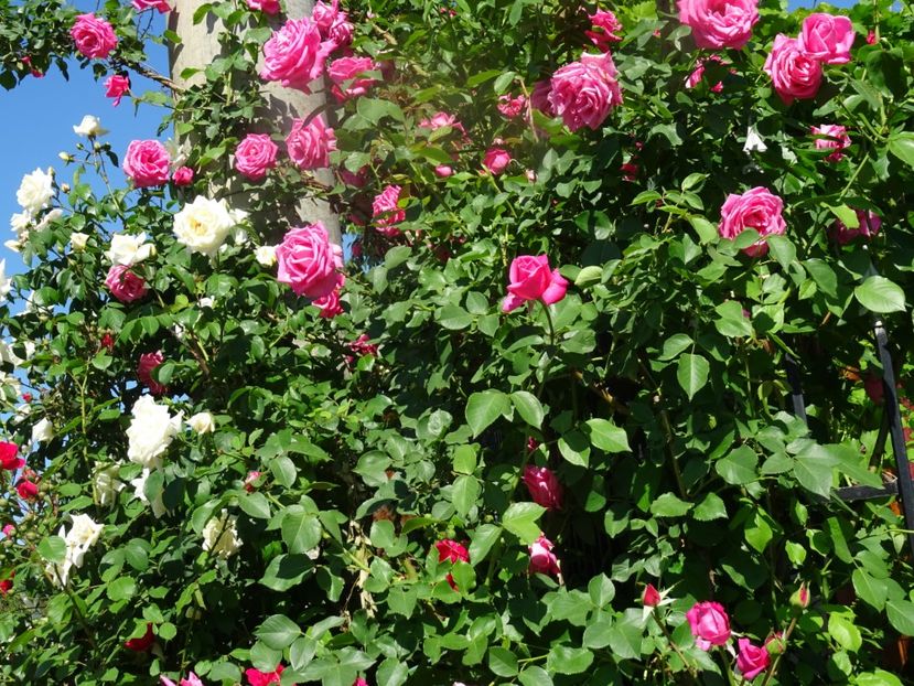 2014-09-29 21.17.43 - Boerner -Coral Dawn