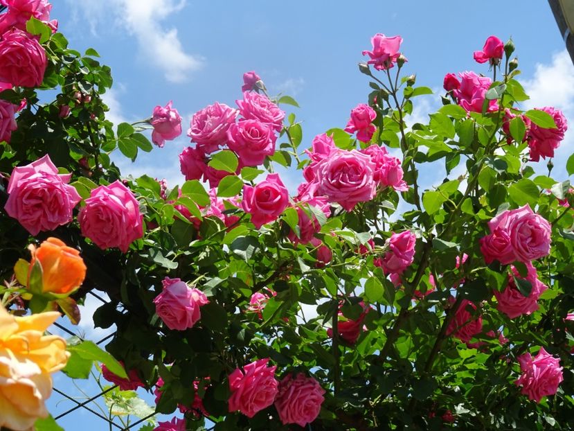 2014-09-30 00.18.31 - Boerner -Coral Dawn