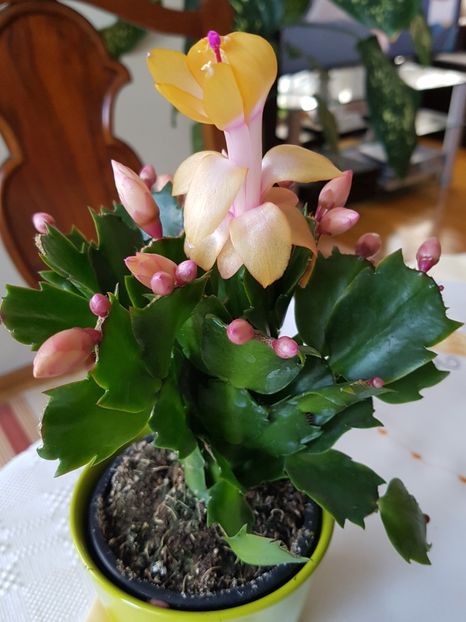 Am gasit-o si pe cea galbena! :)) - Schlumbergera sau Craciunita