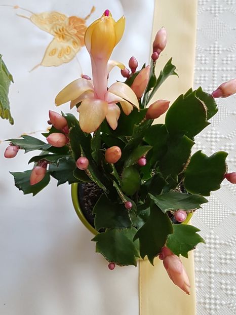  - Schlumbergera sau Craciunita