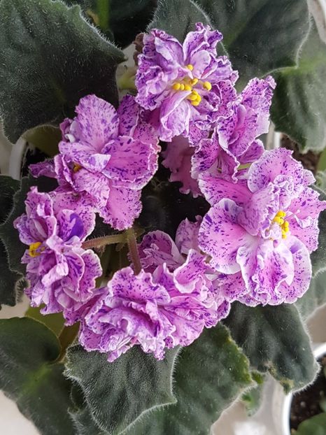 Le Rozmary 1 - LE Rozmary