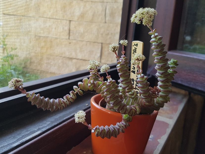 Crassula rupestris hottentot cu floricele. - Crassula