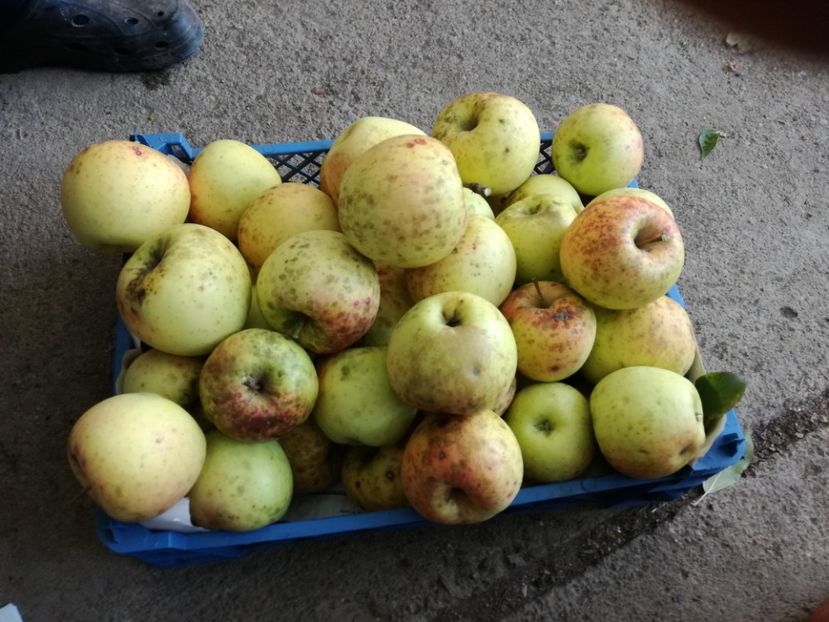 anul acesta merele au fost mari si multe - flori