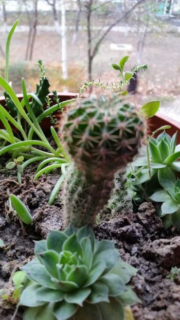 IMG-20181117-WA0004 - CACTUSI si SUCULENTE