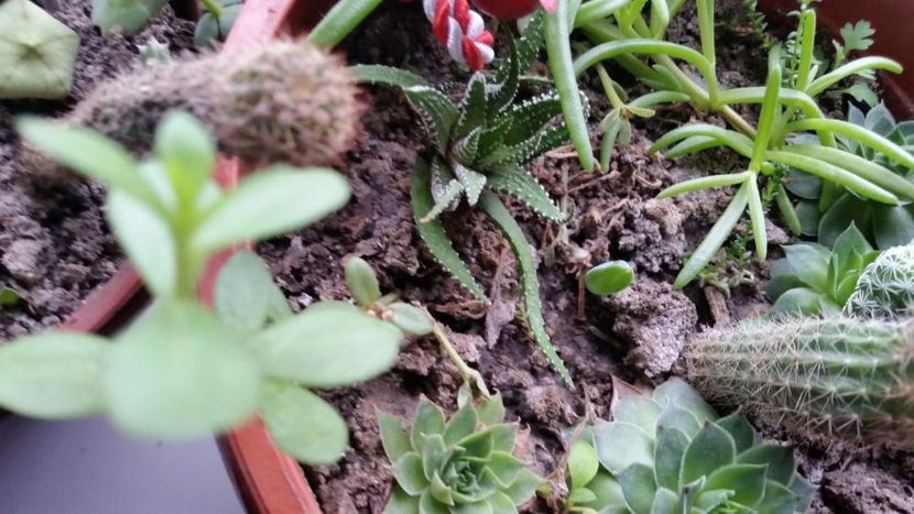 Haworthia Attenuata - Haworthia Attenuata