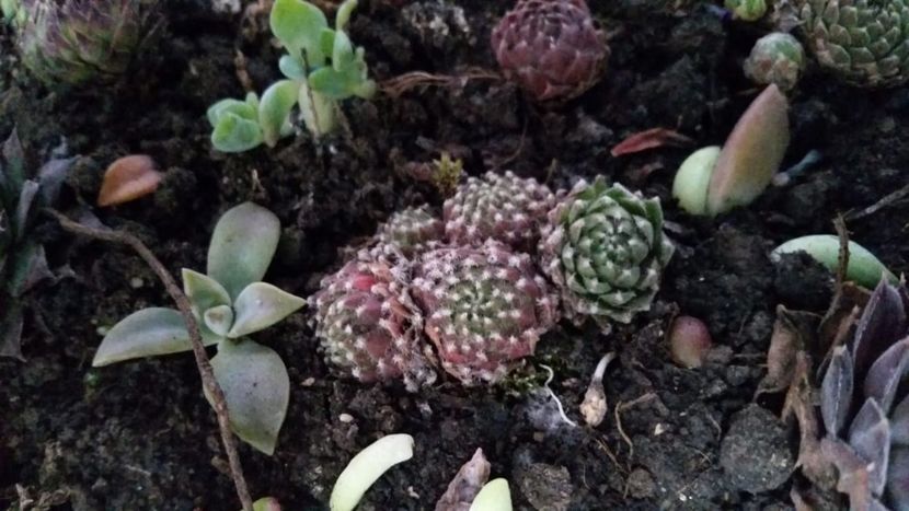 IMG-20181117-WA0008 - CACTUSI si SUCULENTE
