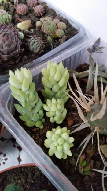 Sedum morganianum - Sedum morganianum