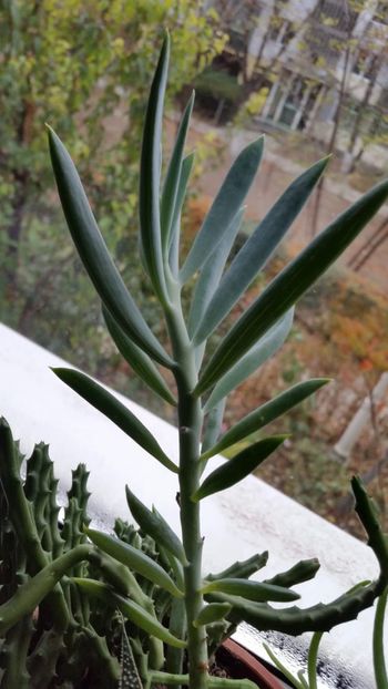 Senecio Ficoides - Senecio Ficoides