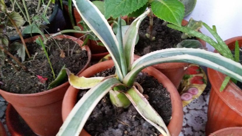 IMG-20181117-WA0035 - CACTUSI si SUCULENTE