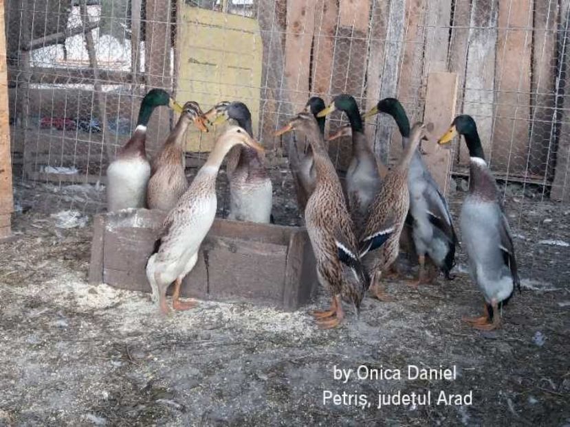 17.11.2018 - Rațe indiene