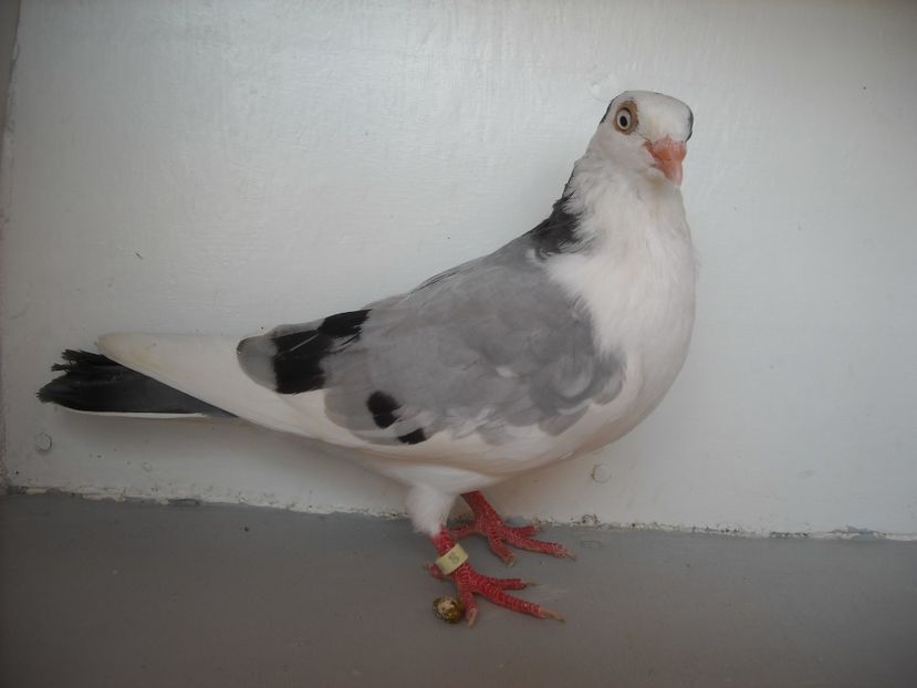  - PORUMBEI CARE MI AU APARTINUT