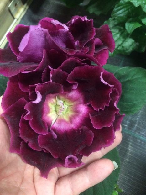 17.11.2018 - Serbarea Luminii