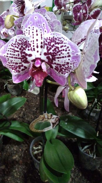 Phale 17.11.2018 - Serbarea Luminii